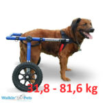 large-walkin-wheels-1-768×768-kg