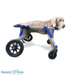 medium-fully-supportive-weimaraner-dog-wheelchair-