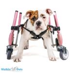small-front-attachment-dog-wheelchair-768×768