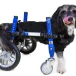 small-walkin-wheels-dog-wheelchair-full-cat