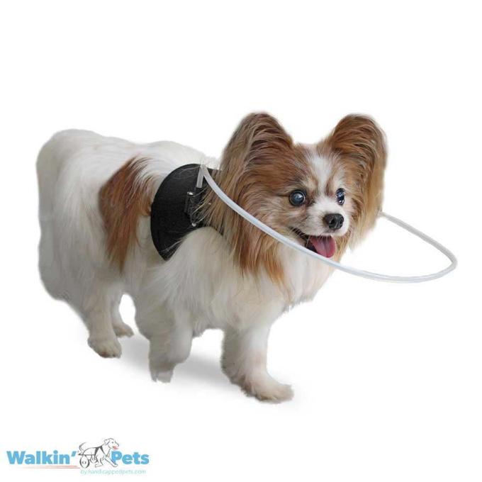 walkin-blind-dog-halo-1-680×680